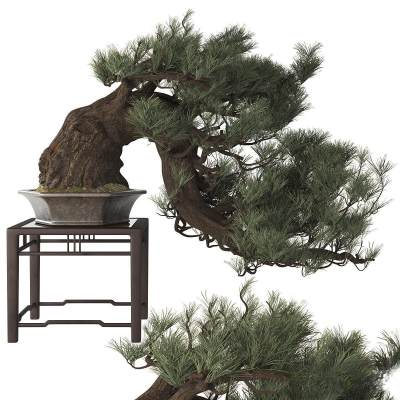 盆景